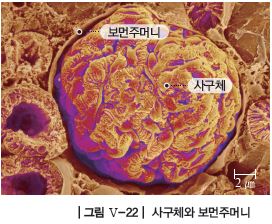 (주)천재교과서 과학2 183쪽 수정내용 이미지