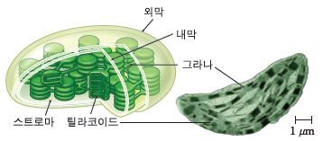 (주)천재교과서 과학2(전자저작물 CD 포함) 231쪽 현행내용 이미지