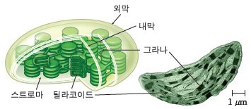 (주)천재교과서 과학2(전자저작물 CD 포함) 231쪽 수정내용 이미지