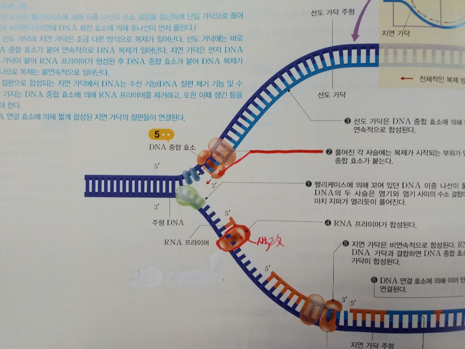 (주)교학사 생명과학Ⅱ 108쪽 수정내용 이미지