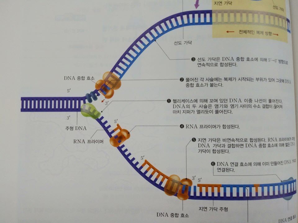 (주)교학사 생명과학Ⅱ 108쪽 현행내용 이미지