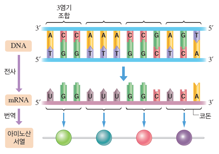 (주)비상교육 생명과학Ⅱ 126쪽 현행내용 이미지