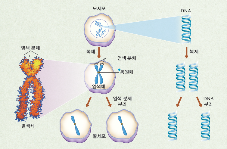 (주)비상교육 생명과학Ⅰ 119쪽 현행내용 이미지