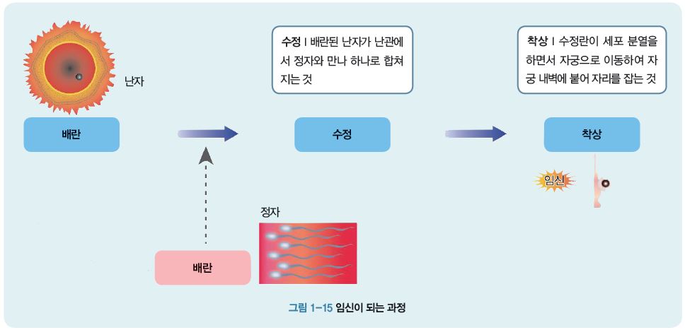 임신이 되는 과정