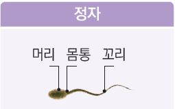 정자의 구조