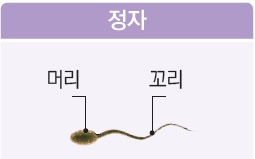 정자의 구조