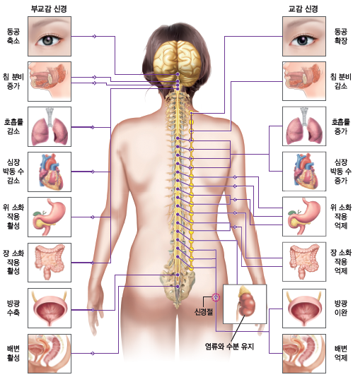 동아출판(주) 생명과학Ⅰ 75쪽 수정내용 이미지