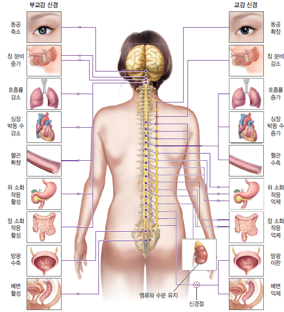 동아출판(주) 생명과학Ⅰ 75쪽 현행내용 이미지