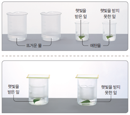 (주)아이스크림미디어 실험관찰(5~6학년군)6-1 47쪽 수정내용 이미지